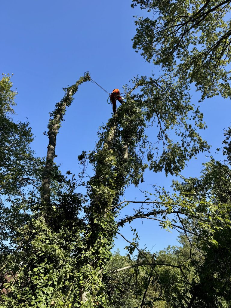 Élagueur grimpeur Hauteur & Nature en haut d'un arbre, taille et démontage dans l'Aube